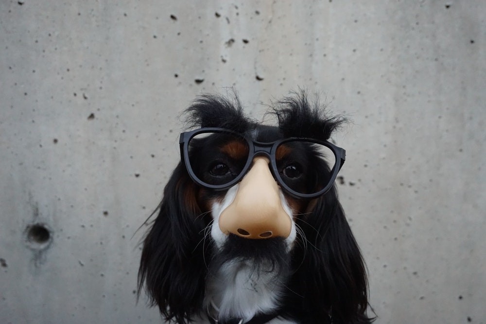 a black and white spaniel wearing Groucho glasses as a disguise in front of a concrete wall